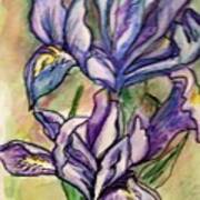 2 Iris Art Print