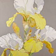Irises-posthumously Presented Paintings Of Sachi Spohn  #1 Art Print