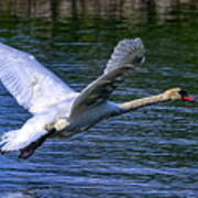 Mute Swan, Cygnus Olor #2 Art Print