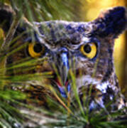 Owl In The Pines #2 Art Print