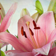 Pink Lilies #2 Art Print