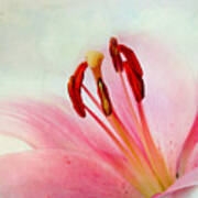 Pink Lily #2 Art Print