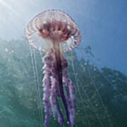 Purple Stinger Jellyfish #2 Art Print
