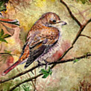 Red Backed Shrike #2 Art Print