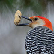 Red-bellied Woodpecker #2 Art Print