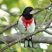 Rose-breasted Grosbeak #4 Art Print