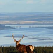 Stag Overlooking The Beauly Firth And Inverness #2 Art Print