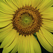 Sunflowers In Bloom #3 Art Print