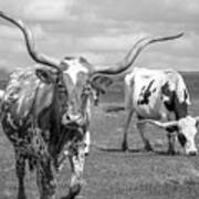Texas Longhorns #2 Art Print