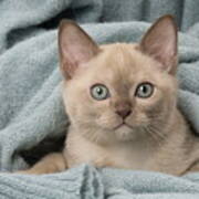 Tonkinese Cat, Siamese And Burmese Cross Cute Kitten In Blanket