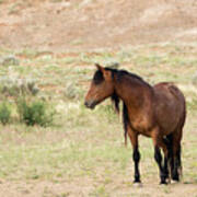 Wild Mustang #2 Art Print