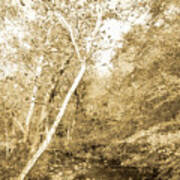 Woodland Stream In Fall, Montgomery County, Pennsylvania #2 Art Print