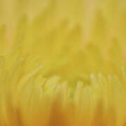 Yellow Mum Petals #2 Art Print