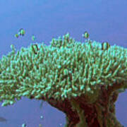 Zanzibar island Sea Coral Reef Vegitation Bio diversity of exotic fish ...