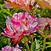 2015 Summer's Eve At The Garden Candy Stripe Peony Art Print
