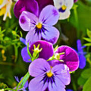 2015 Summer's Eve At The Garden Pansy Totem Art Print