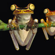 Chachi Tree Frog Hyla Picturata Pair #3 Art Print