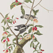 Downy Woodpecker Art Print
