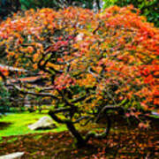 Fall Color - Japanese Maple #3 Art Print