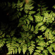 Ferns #3 Art Print