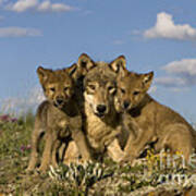 Gray Wolf And Cubs #3 Art Print
