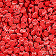 Red Blood Cells, Sem Art Print