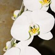 3 White Orchids Art Print