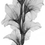 X-ray Of A Gladiola Flower #3 Art Print