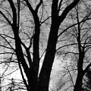 Black And White Tree Art Print