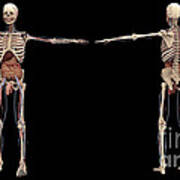 3d Rendering Of Human Skeleton Art Print