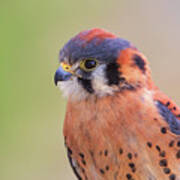 American Kestrel  #4 Art Print