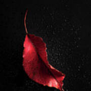Autumn Leaf #4 Art Print