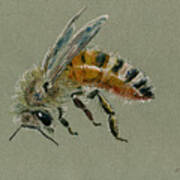 Honey Bee Watercolor Painting #4 Art Print