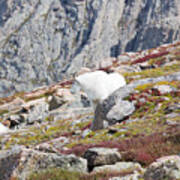 Mountain Goats On Mount Bierstadt In The Arapahoe National Fores #4 Art Print