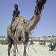 Naked Boy On A Camel #4 Art Print