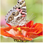 Painted Lady Butterfly On Zinnia Flower #4 Art Print