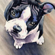 Boston Terrier #4 Art Print