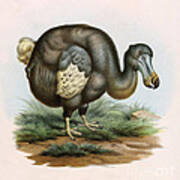 Dodo Bird Raphus Cucullatus, Extinct #5 Art Print
