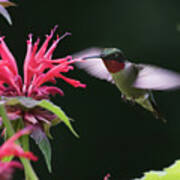 Ruby Throated Hummingbird #5 Art Print