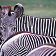 Zebras In Kenya #6 Art Print