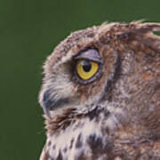 Great Horned Owl  #7 Art Print