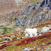 Mountain Goats On Mount Bierstadt In The Arapahoe National Fores #7 Art Print