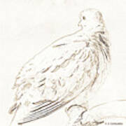 Mourning Dove, Animal Portrait #8 Art Print