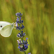 Pieris Brassicae, The Large White, Also Called Cabbage Butterfly Art Print