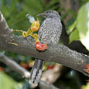 Red Wattlebird #7 Art Print