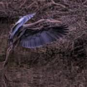 Great Blue Heron In The Marsh #9 Art Print