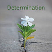 88- Determination Art Print