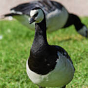 Barnacle Goose #9 Art Print