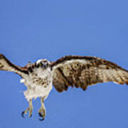 Osprey #9 Art Print