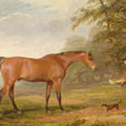 A Bay Horse Art Print